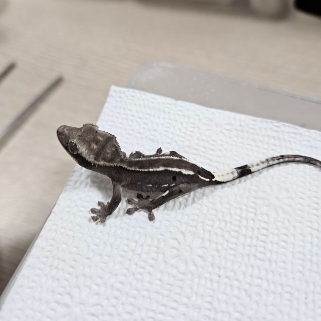 Axanthic