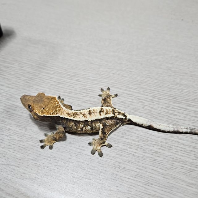 세이블