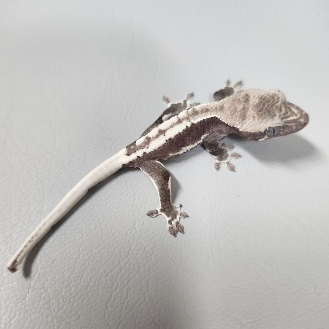 릴잔틱