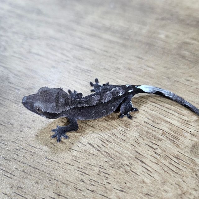 아잔틱