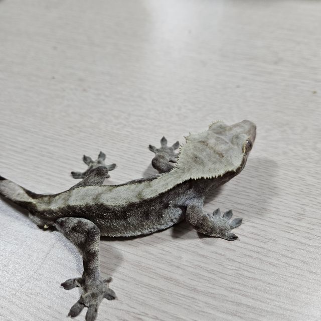 100%헷아잔틱
