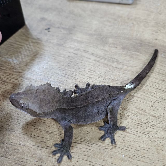 아잔틱