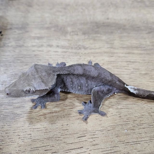 아잔틱