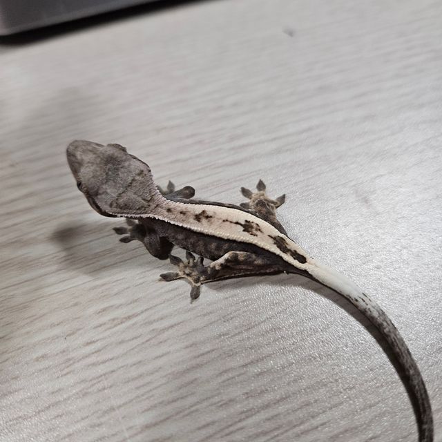 세이블