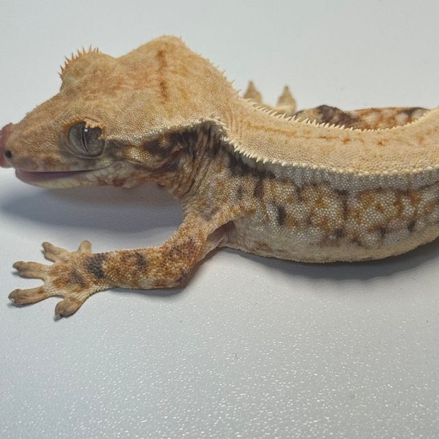 트라이 릴리화이트