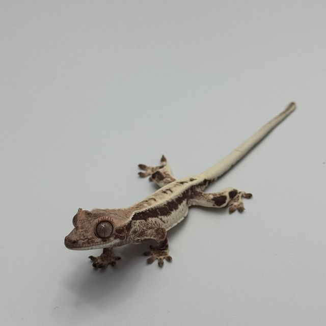 프라푸치노