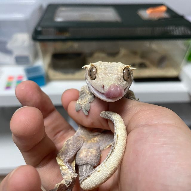 익스트림할리퀸