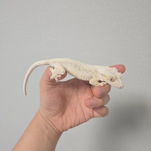 아메