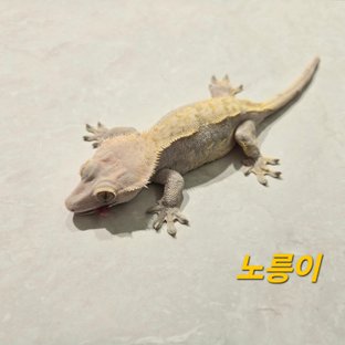 노릉이