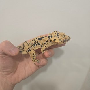패턴리스 슈퍼달마시안