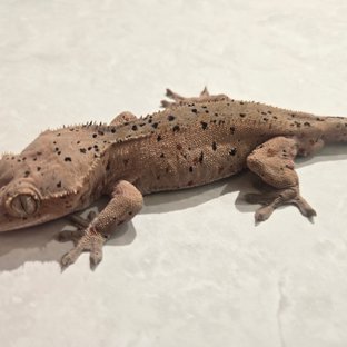 슈퍼달마시안 레드