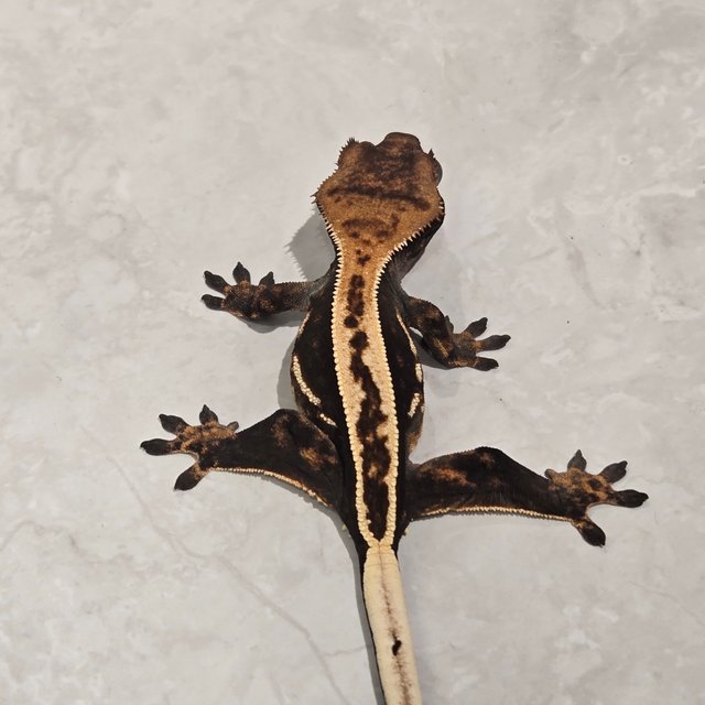 팬텀 다크 풀핀 엠티백 슈퍼스트라이프