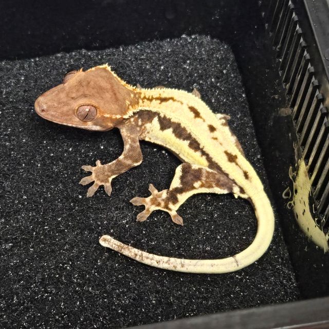 프라푸치노