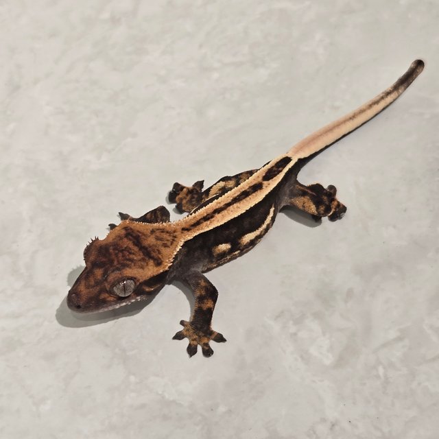 풀핀 엠티백 슈퍼스트라이프 다크