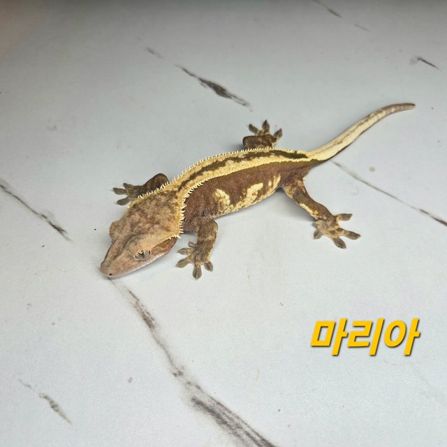 레드 엠티백 슈퍼스트라이프