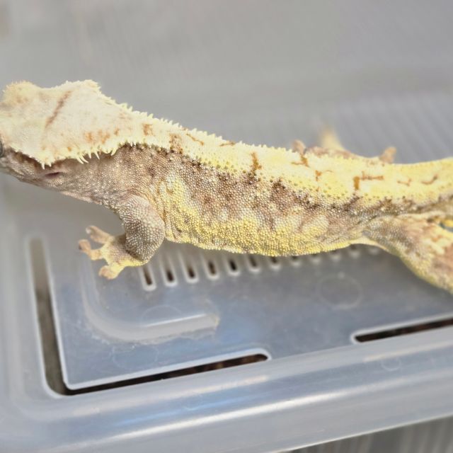 릴리화이트 옐로우 크림