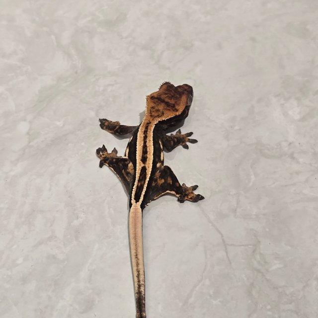 풀핀 엠티백 슈퍼스트라이프 다크