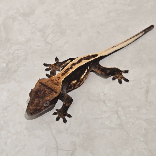 팬텀 다크 풀핀 엠티백 슈퍼스트라이프