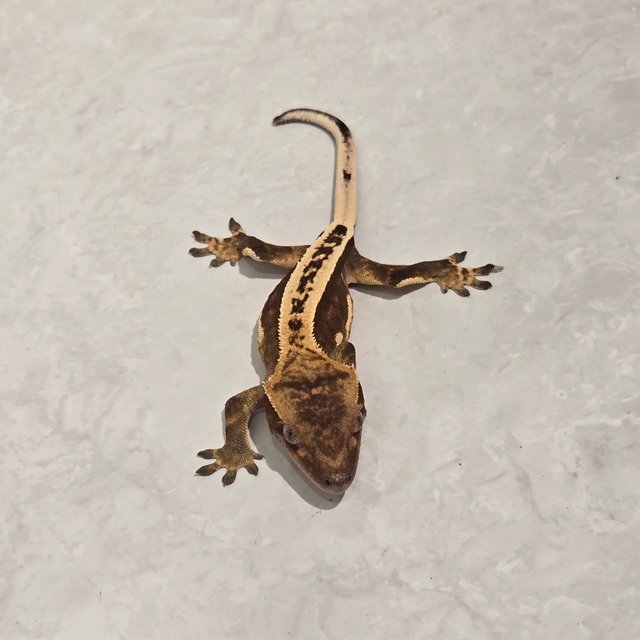 팬텀 엠티백 슈퍼스트라이프 레드