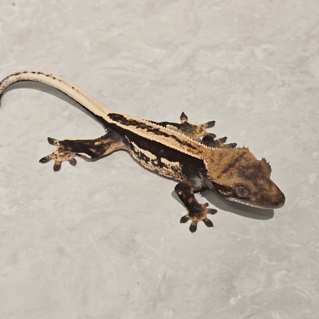 팬텀 다크 풀핀 슈퍼스트라이프 엠티백