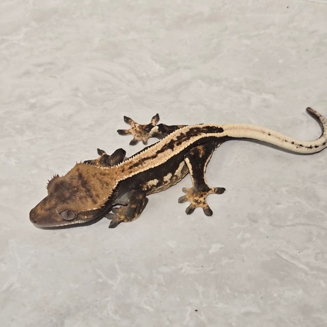 팬텀 다크 풀핀 슈퍼스트라이프 엠티백