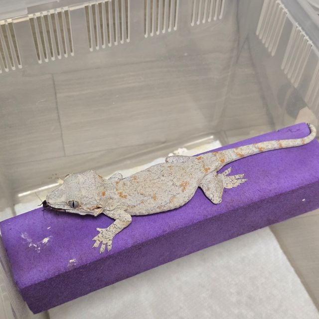 블로치드