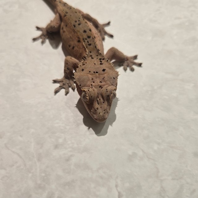 슈퍼달마시안 레드