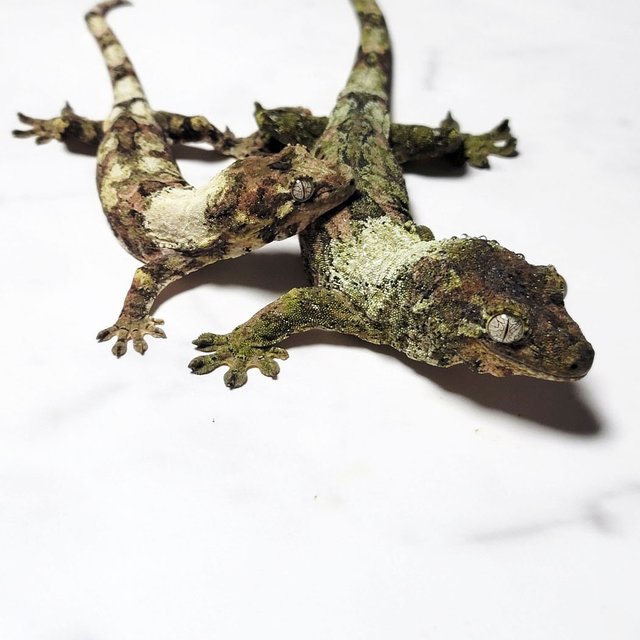 파인아일랜드 화이트카라