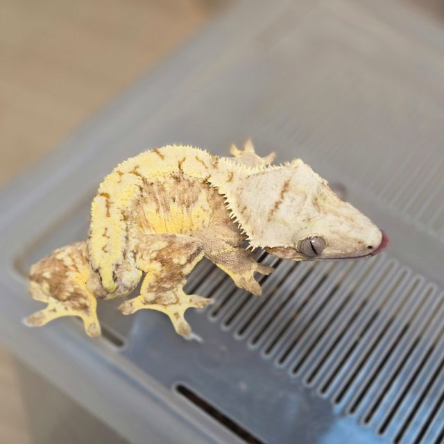 릴리화이트 옐로우 크림