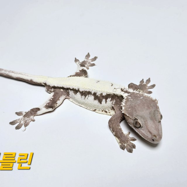 릴리화이트 세이블 팬텀