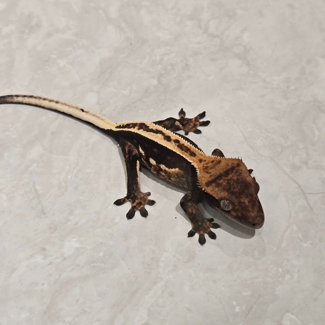 팬텀 다크 풀핀 엠티백 슈퍼스트라이프