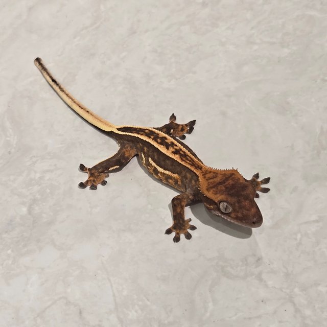 팬텀 풀핀 엠티백 다크