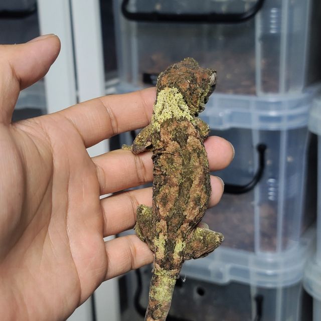 파인아일랜드 화이트카라