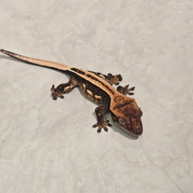 풀핀 엠티백 슈퍼스트라이프 다크