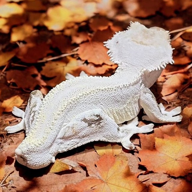 솔리드백 릴리화이트