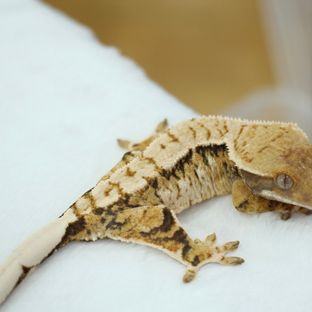 트라이