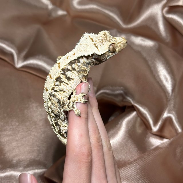 노멀 드리피 화이트스팟 트라이 화이트포트홀