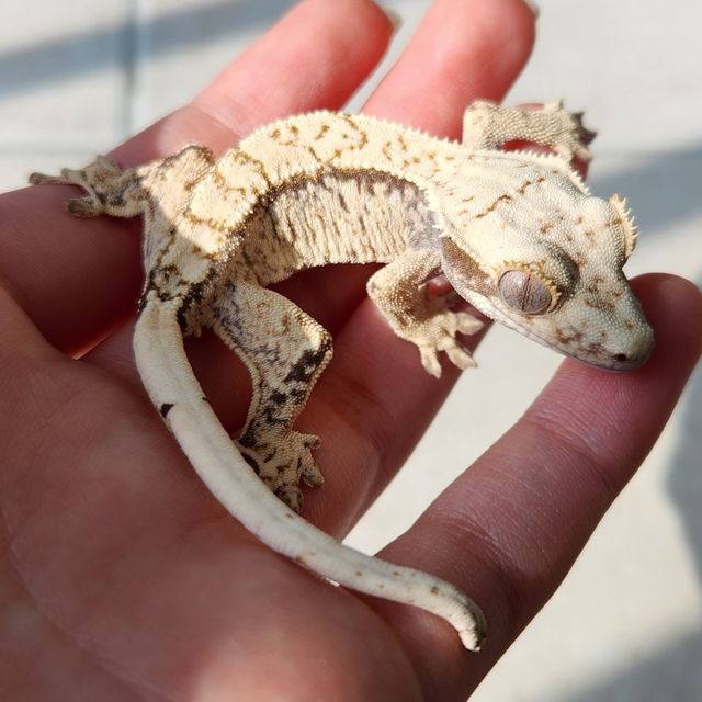 트라이