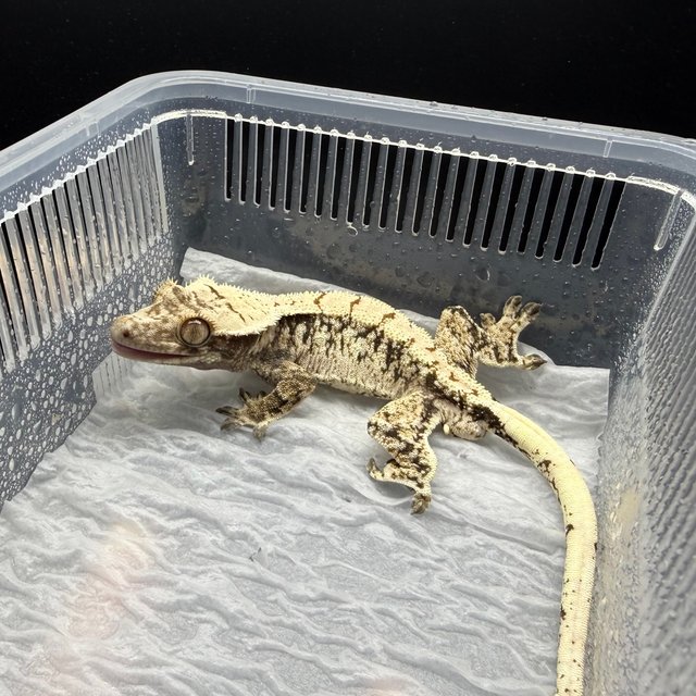 노멀 드리피 화이트스팟