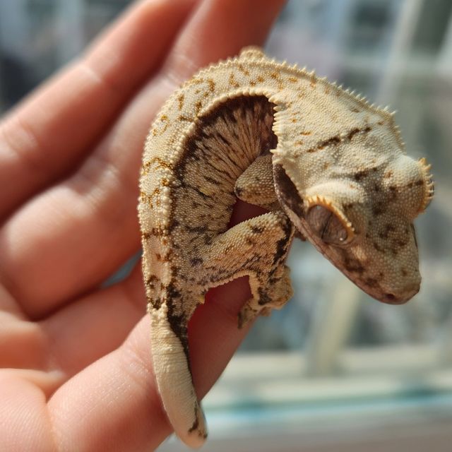 트라이