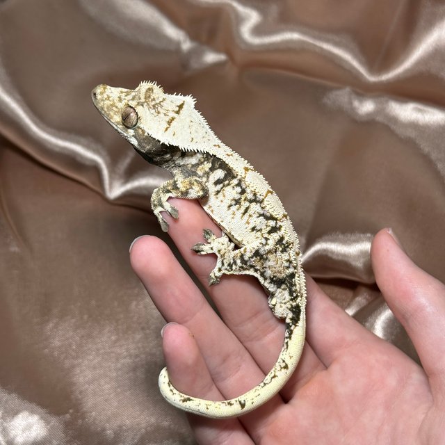 노멀 드리피 화이트스팟 트라이 화이트포트홀