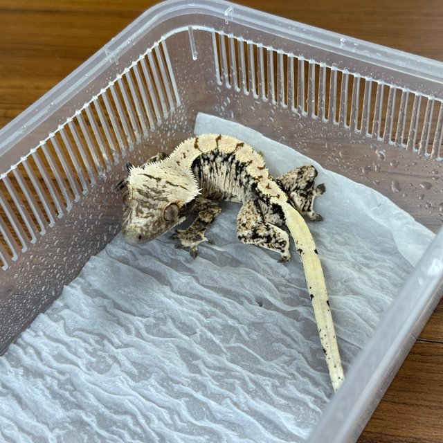 노멀 드리피 화이트스팟