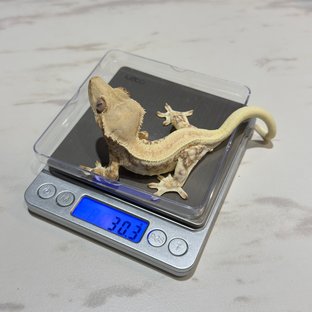 릴리화이트
