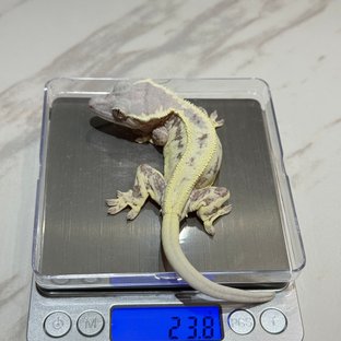 프라푸치노