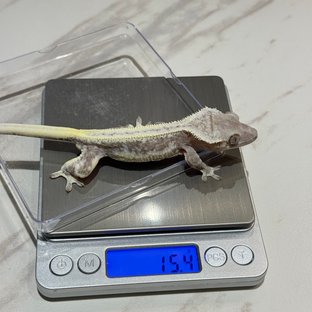 릴잔틱