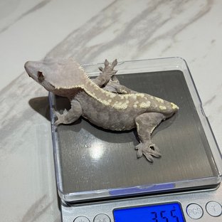 카푸치노 세이블