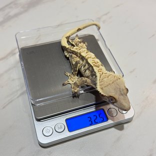 노멀 트라이 익스트림할리퀸