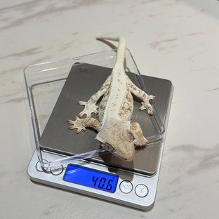 릴리화이트
