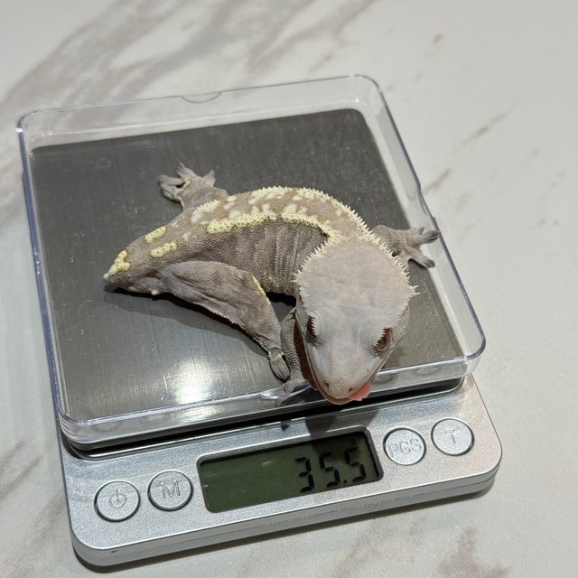 카푸치노 세이블