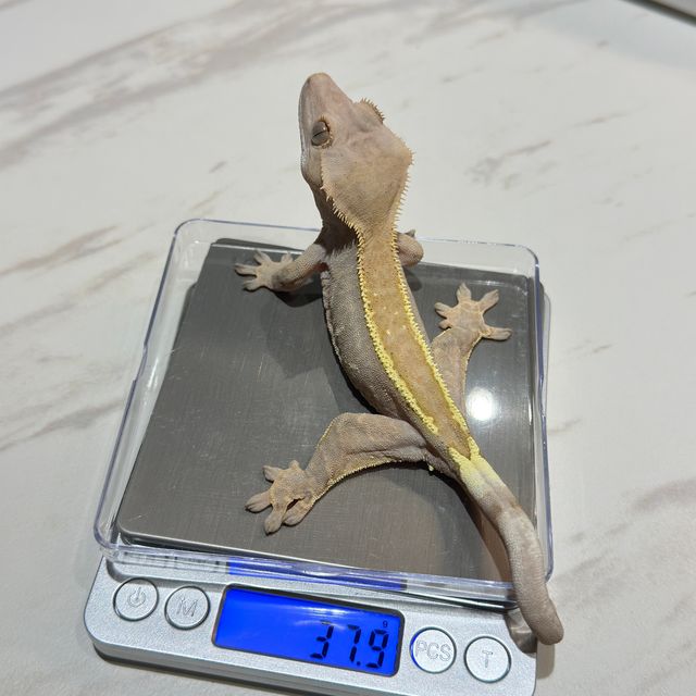 카푸치노 팬텀 레드